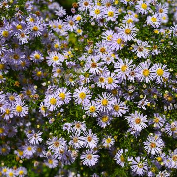 Kalimeris incisa - Aster giapponese