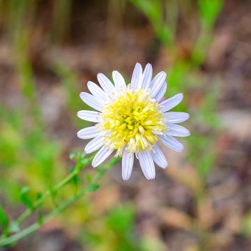 Kalimeris pinnatifida var. hortensis - Aster giapponese