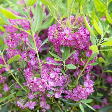 Kalmia angustifolia Rubra