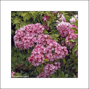 Kalmia latifolia Otsbo Red - Alloro di montagna