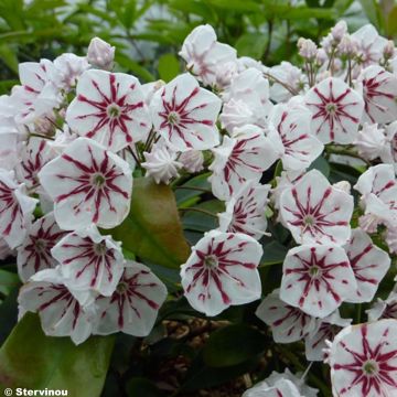 Kalmia latifolia Peppermint - Alloro di montagna