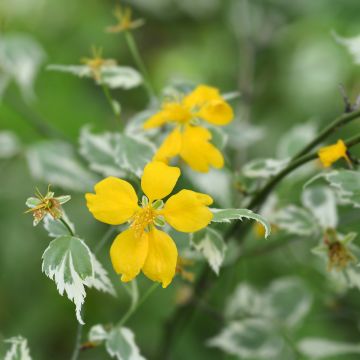 Kerria japonica Picta