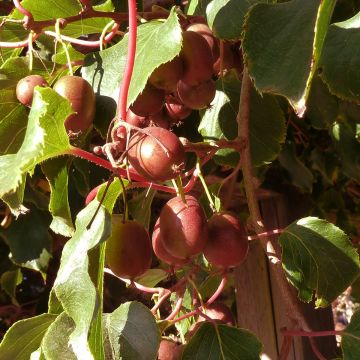 Mini kiwi Actinidia arguta Red Jumbo