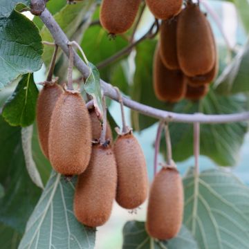 Kiwi Actinidia chinensis Bruno (Feminna)