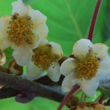 Kiwi Actinidia deliciosa Atlas