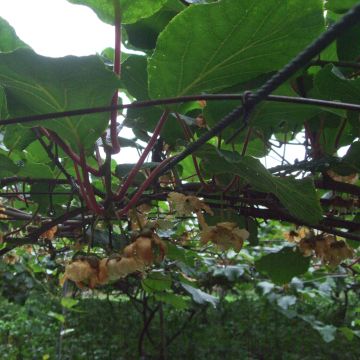 Kiwi Actinidia chinensis Golden Delight (Feminna)