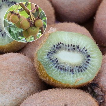 Kiwi Actinidia deliciosa Hayward Bio