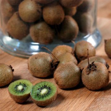 Kiwi Actinidia deliciosa Jenny (autofertile)