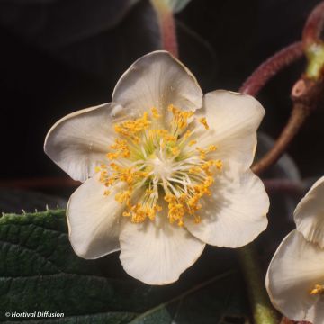 Kiwi Actinidia chinensis Minkimale