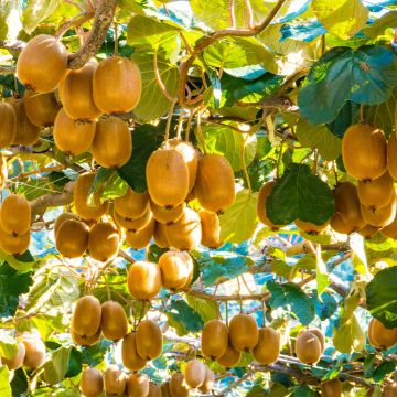 Kiwi Actinidia deliciosa Montcap