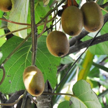 Kiwi Actinidia deliciosa Tomuri maschio Bio