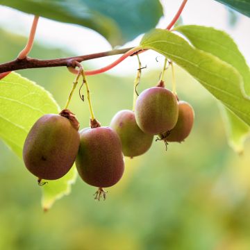 Mini kiwi Actinidia arguta Ananasnaya (Feminna)