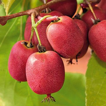 Mini kiwi Actinidia arguta Bingo (Feminna)