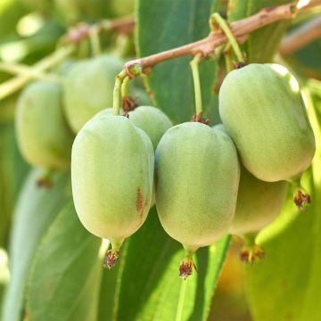 Mini kiwi Actinidia arguta Super Jumbo (Feminna)