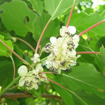 Mini kiwi Actinidia arguta Weikii