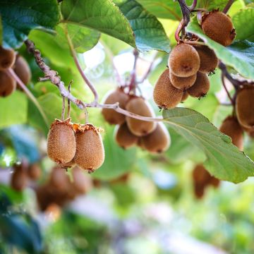 Kiwi Actinidia chinensis