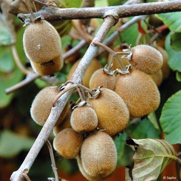 Kiwi Actinidia chinensis Solissimo Bio