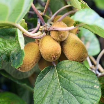 Kiwi Actinidia chinensis Solo