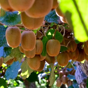 Kiwi Actinidia deliciosa Monty