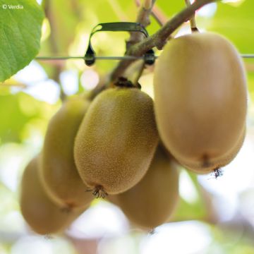 Kiwi Actinidia deliciosa kiw'Happy (feminna)