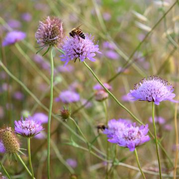 Knautia arvensis - Ambretta comune