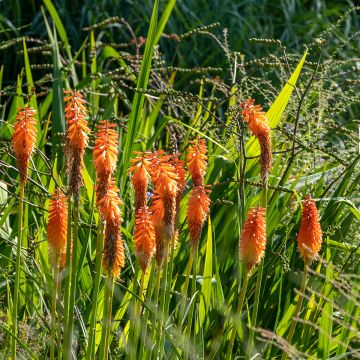 Kniphofia Alcazar - Giglio della torcia