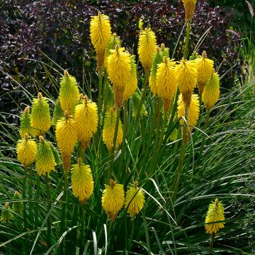 Kniphofia Bees Lemon - Giglio della torcia