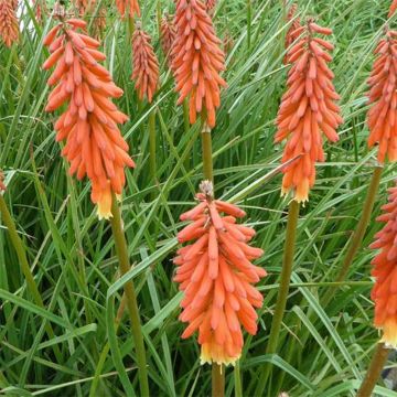 Kniphofia Elvira - Giglio della torcia