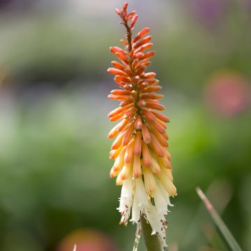 Kniphofia Flamenco - Giglio della torcia