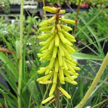 Kniphofia Little Maid - Giglio della torcia