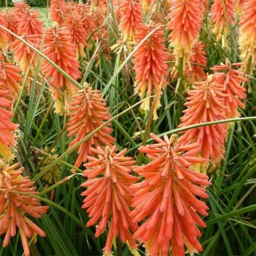 Kniphofia Redhot Popsicle - Giglio della torcia