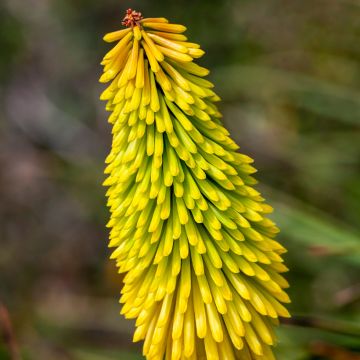 Kniphofia Wrexham Buttercup - Giglio della torcia