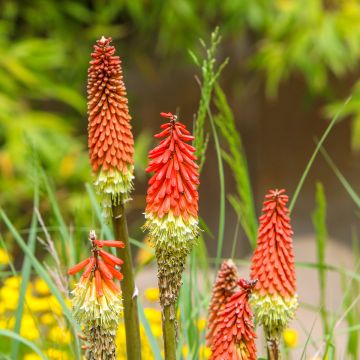 Kniphofia uvaria - Giglio della torcia