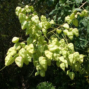 Koelreuteria paniculata - Albero della pioggia dorata