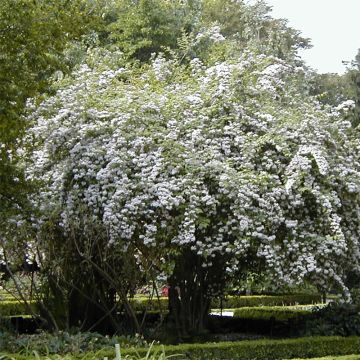 Kolkwitzia amabilis