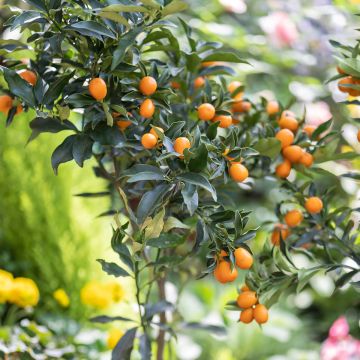 Citrus japonica obovata - Mandarino chinese