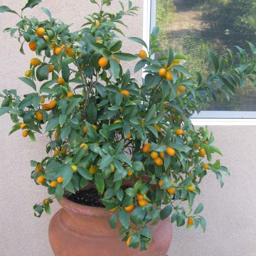 Fortunella margarita Nagami - Kumquat ovale