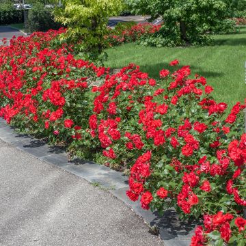 Rosa Floribunda La Sevillana Meigekanu