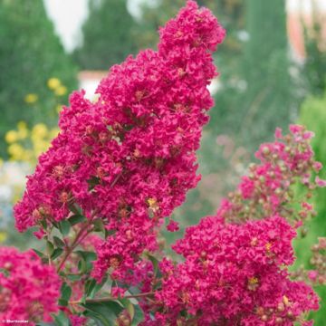 Lagerstroemia Summer Charm Tonto - Mirto crespo