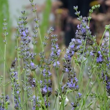 Lavandula intermedia Grappenhall - Lavandino