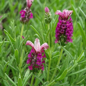 Lavandula stoechas Magical Posy Pink - Lavanda selvatica