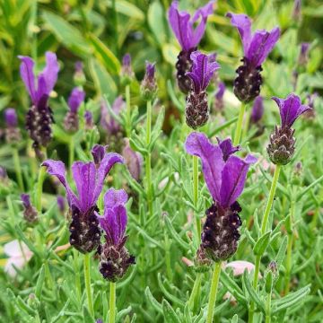 Lavandula stoechas Magical Posy Purple - Lavanda selvatica