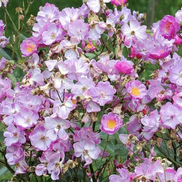 Rosa tappezzante Lavender Dream