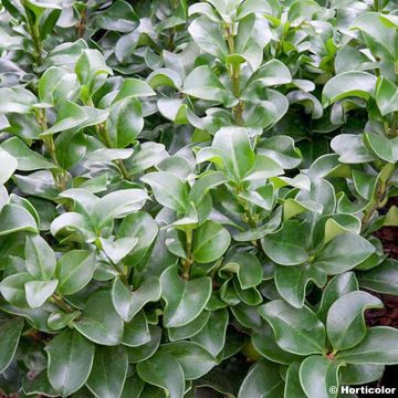 Ligustrum japonicum Rotundifolium - Ligustro giapponese