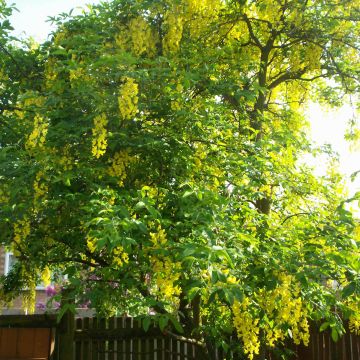 Laburnum watereri Vossii - Maggiociondolo