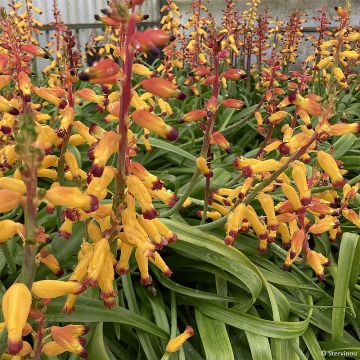 Lachenalia African Beauty Namakwa