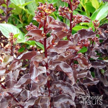 Lagerstroemia Black Solitaire Best Red - Mirto crespo