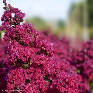 Lagerstroemia Braise d'Eté - Mirto crespo