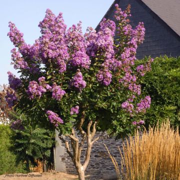 Lagerstroemia Lilac Grand Sud - Mirto crespo