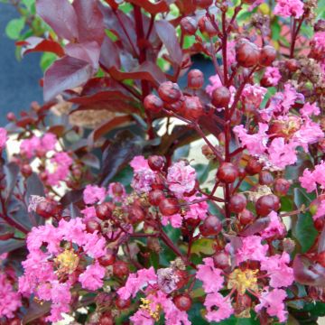 Lagerstroemia Rhapsody in PINK - Mirto crespo